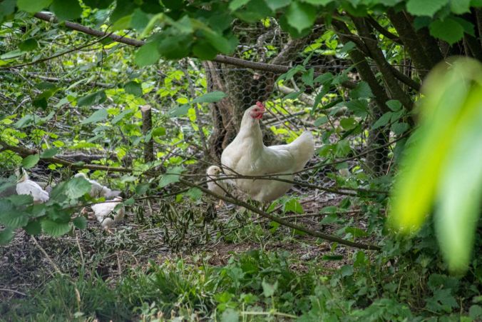 Eine Henne mit ihren Küken in Oberkulm.