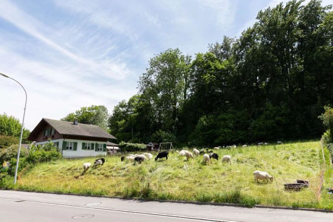 Weidende Tiere bei Ammerswil.