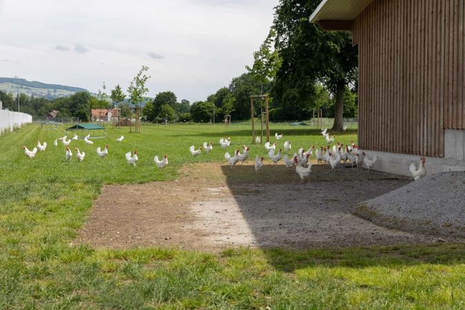 Die Hühner geniessen den Freilauf auf dem grossen Feld.