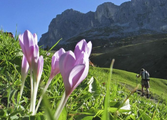 Ein Wanderer steigt am Mittwoch, 6. September 2006, in Richtung Sulzfluh, Kanton Graubünden, Ostschweiz. wanderer berge blume