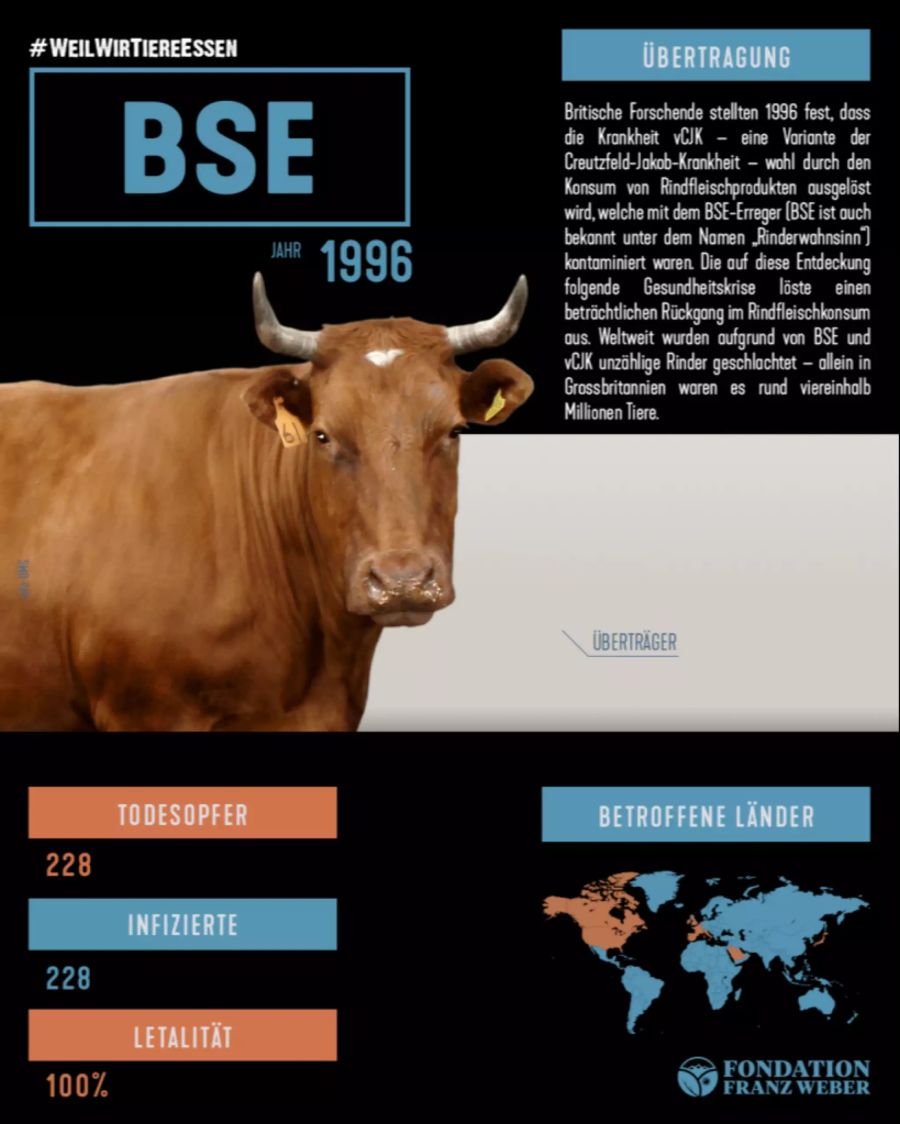 Wegen BSE, dem sogenannten Rinderwahnsinn, wurden Millionen von Tieren notgeschlachtet.