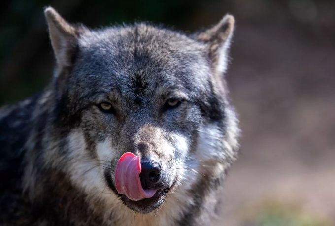 Ein Wolf steht in seinem Gehege im für Gäste gesperrten Zoo. Wegen der Corona-Schutzmassnahmen bleiben Tierparks und Zoos zunächst für Besucher geschlossen. Coronavirus - Zooschliessung