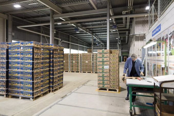 Bananen reifen in einer Halle von Coop, ehe sie zum Verkauf angeboten werden. Drogenhändler verstecken Kokain gerne in Lieferungen südamerikanischer Exportprodukte. Bananenkisten Kokain Kokainfund Drogen