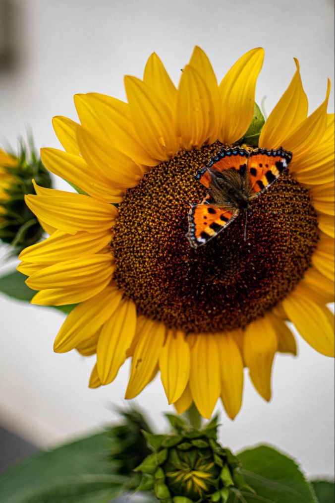 Ein Kleiner-Fuchs-Schmetterling macht es sich gemütlich auf einer Sonnenblume.