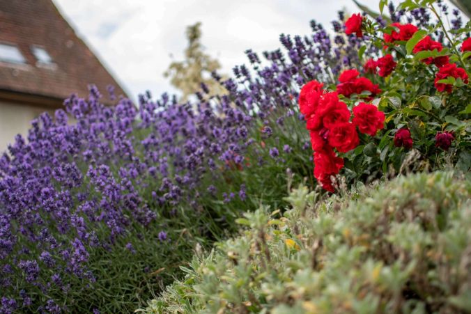 Rote Wildrosen und blühender Lavendel in Dinitkon.