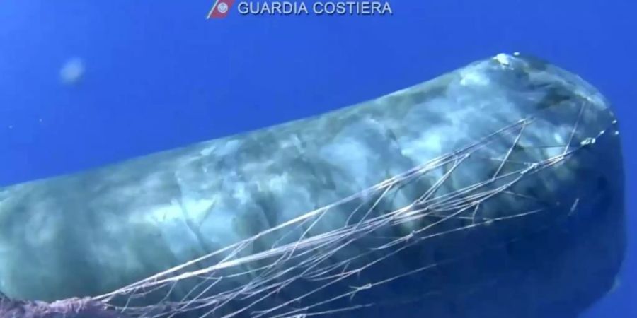 Bei dem rund zehn Meter langen Tier handelt es sich um einen weiblichen Pottwal. Foto: Italian Coast Guard/AP/dpa