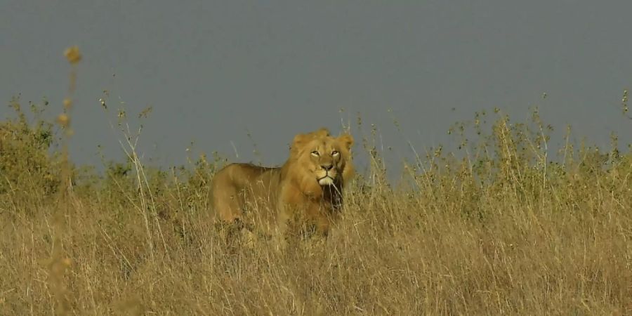 Löwe im Nairobi-Nationalpark (Archivfoto)