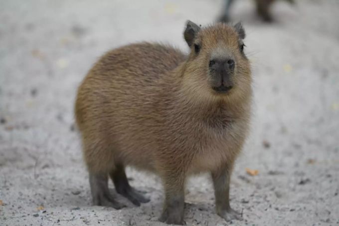 Die Eltern Anton und Pünktchen kümmern sich prima um die Fünflinge. Wasserschweinchen Zoo Hannover