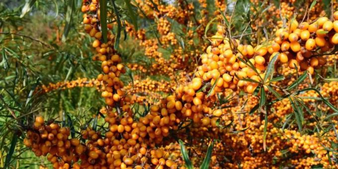 Sanddorn enthält viel Vitamin C und wird seit den 1960er Jahren auf den sanddigen Böden rund um Berlin angebaut. Foto: Annette Schneider-Solis/dpa-Zentralbild/dpa Sanddorn enthält viel Vitamin C und wird seit den 1960er Jahren auf den sanddigen Böden rund um Berlin angebaut. Foto: Annette Schneider-Solis/dpa-Zentralbild/dpa