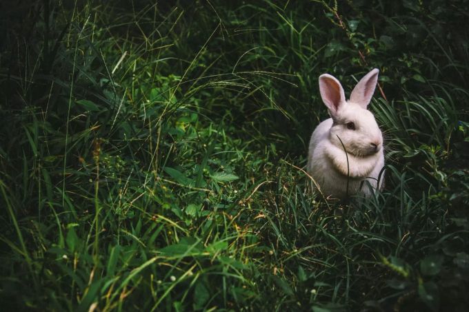 Kaninchen sind gerne draussen. Kaninchen