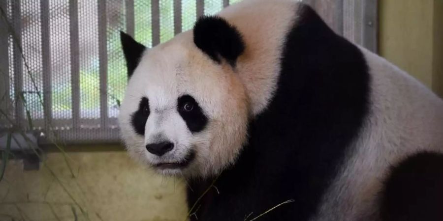 Panda-Weibchen Huan Huan ist trächtig und steht kurz vor der Geburt von Zwillingen. Foto: Guillaume Souvant/AFP/dpa