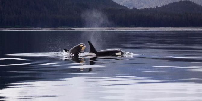 Orcas