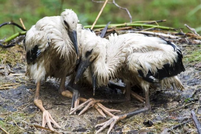 Junge Störche bei Regen im Zoo Basel. Jungtiere sind von extremem Wetter besonders stark betroffen – ihnen droht eine Auskühlung. (Archivbild) Wetter