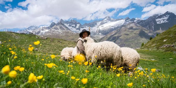 Ein Stück Paradies: Die Hirtin Deborah mit ihren Schwarznasen vor der einmaligen Bergkulisse der Walliser Alpen. Schwarznasen Gornergrat Zermatt