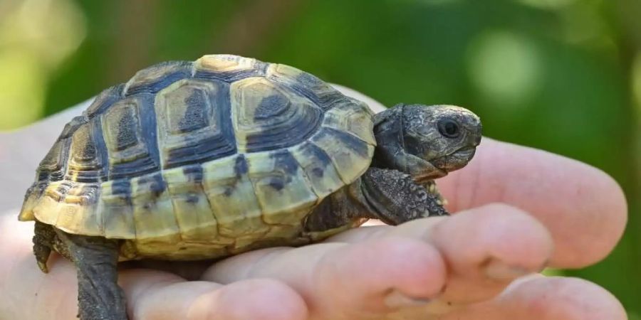 Eine noch junge Griechische Landschildkröte. Landschildkröten können über 100 Jahre alt werden. Foto: Patrick Pleul/dpa-Zentralbild/ZB