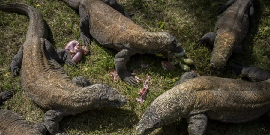 Komodowarane sind von Klimaveränderungen bedroht
