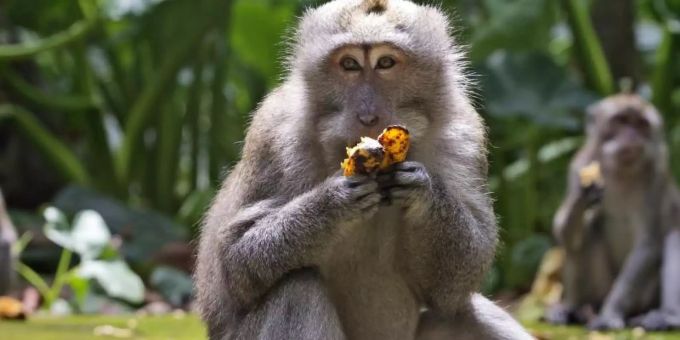 Javaneraffen fressen Bananen während der Fütterungszeit im Sangeh Monkey Forest. (Symboldbil) Javaneraffen