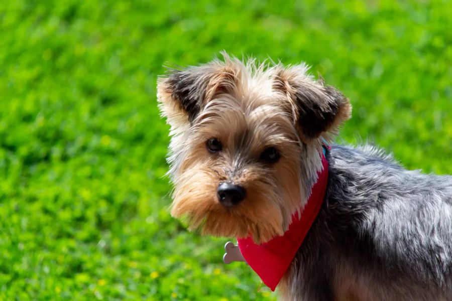 Yorkshire Terrier