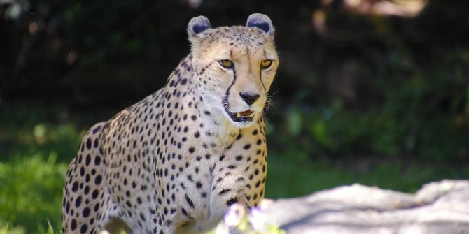 Gepard