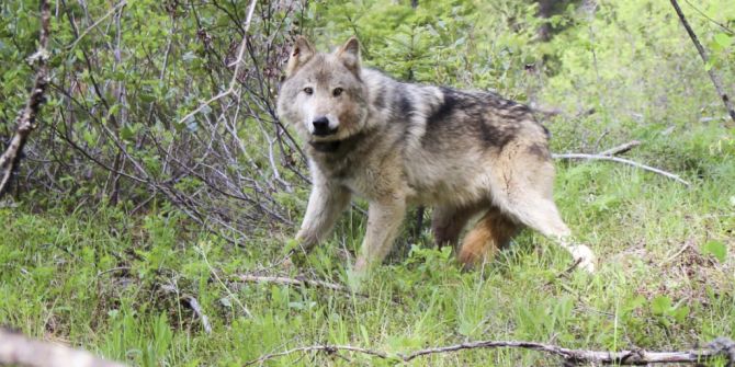 Wolf