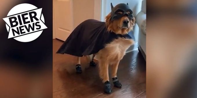 Internet begeistert - Diese Hunde bereiten sich auf Halloween vor