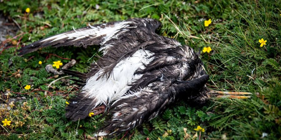 Ein toter Vogel liegt am Deich der zu Hamburg gehörenden Insel Neuwerk.