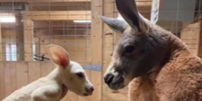 Good News - Seltenes weisses Känguru-Baby in New Yorker Zoo geboren