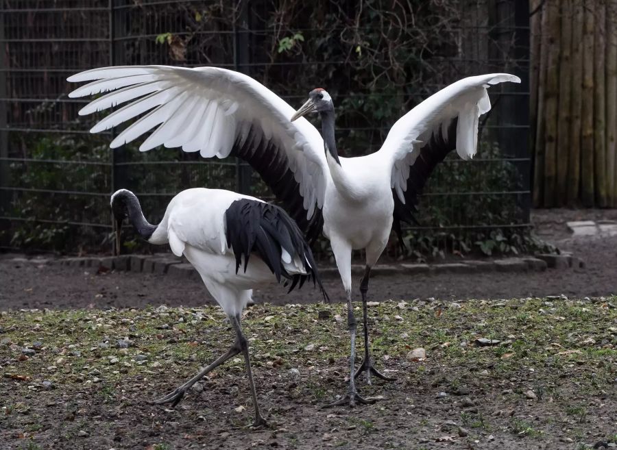 storch