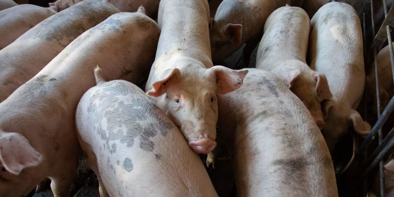 Tierschutz: Schluss mit der CO2-Betäubung von Schweinen