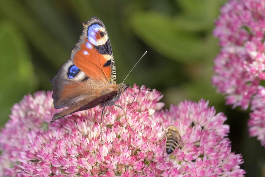 Schmetterling auf Blume