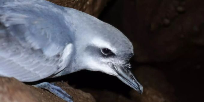 Das von der «Royal Society for the Protection of Birds» (RSPB) zur Verfügung gestellte Foto zeigt einen Kleinen Entensturmvogel. Mäuse bedrohen seltene Vogelart