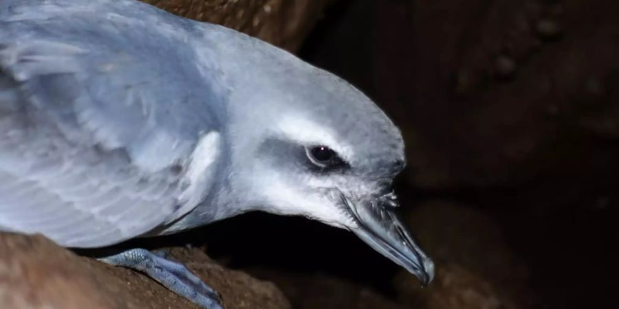 Mäuse bedrohen seltene Vogelart