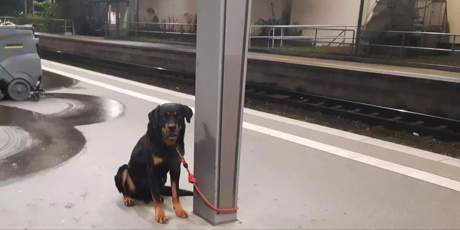Rottweiler überfordert Halter