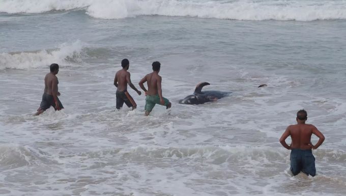 Vier Männer versuchen, einen gestrandeten Wal zurück ins tiefe Wasser des Indischen Ozeans zurückzudrängen. Wal vor Sri Lanka