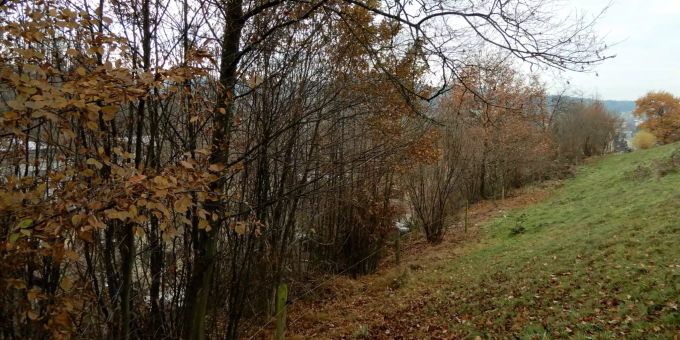 Die Hecke Alter Kirchweg wird diesen Winter gepflegt. Hecke