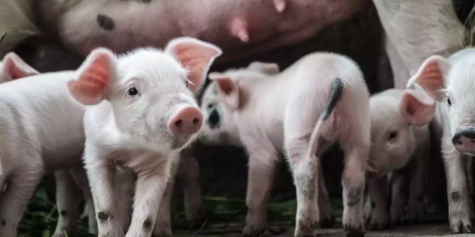 Nicht vegan: tierische Inhaltsstoffe