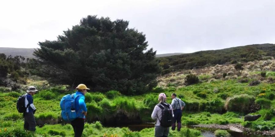 Besucher der subantarktischen Campbell Island stehen vor der einzelnen Sitka-Fichte, die als der einsamste Baum der Welt gilt. Foto: P Tisch/Heritage Expeditions/dpa