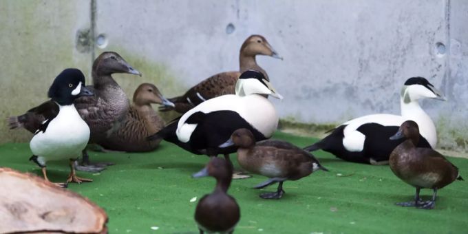 Enten befinden sich in einem Quarantänen-Gehege, um die Gefahr der Vogelgrippe zu verringern.