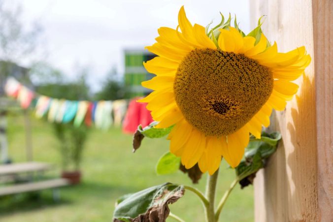 Sonnenblume