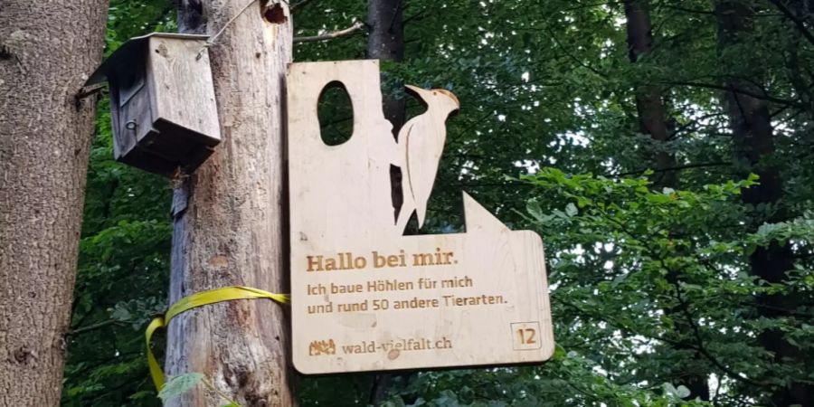 Auch in der Höhe können die Tiere versteckt sein.