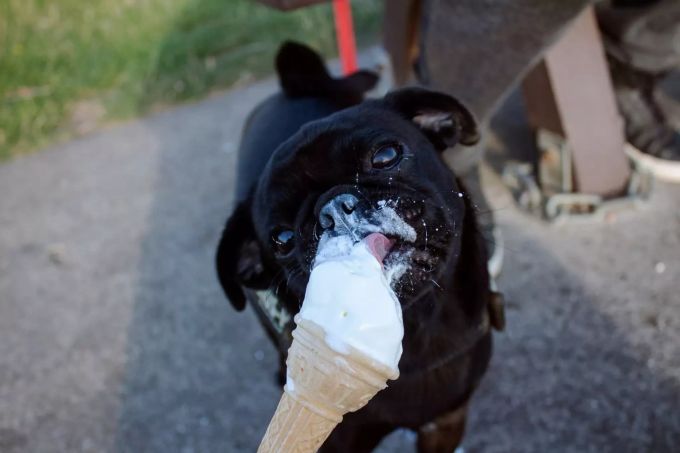 Hunde sollten kein herkömmliches Glacé essen. Hund frisst Glacé