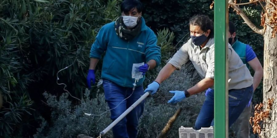 Experten der chilenischen Landwirtschaftsbehörde fangen den Puma ein
