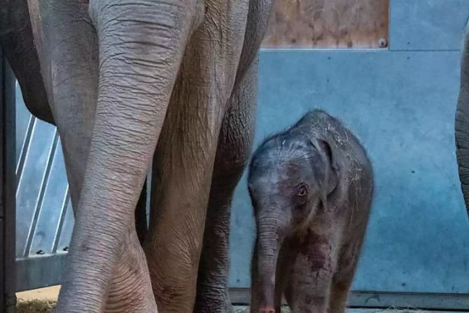 elefant