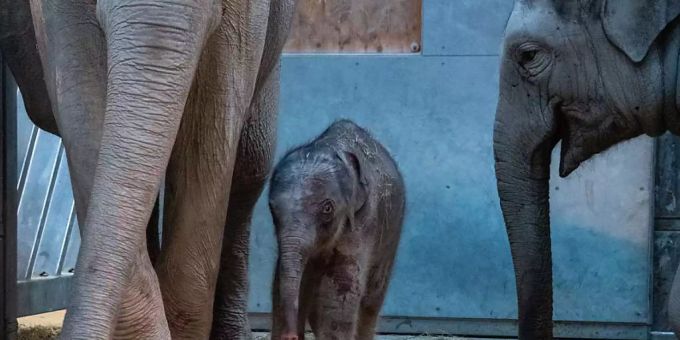 Im Zoo Zürich ist ein zweiter kleiner Elefant verstorben. (Archivbild) elefant