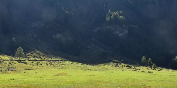 Poschiavo GR - Tote Kuh mit Projektil aufgefunden