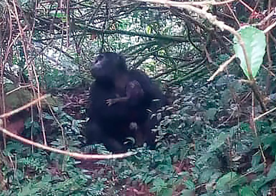 gorilla baby
