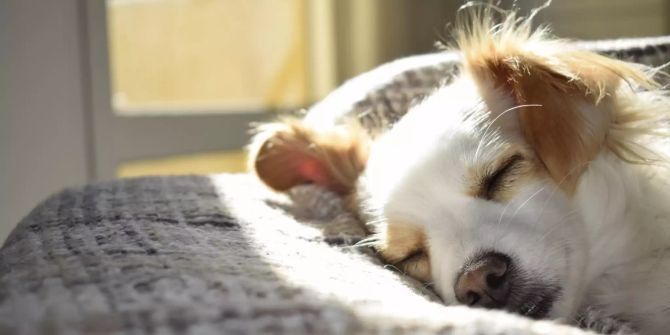 Hund im Bett