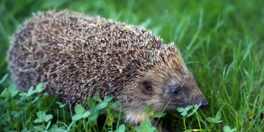 Igel