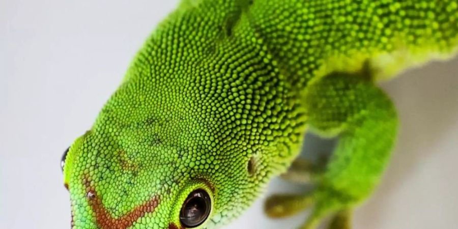 Ein Madagaskar-Taggecko (Phelsuma madagascariensis) sitzt in einem Terrarium im Hamburger Tierheim. Foto: Christian Charisius/dpa