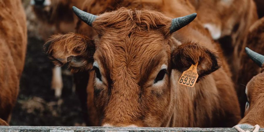 Mehr vegan, weniger Kuh